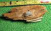 Click here to see the details of this item